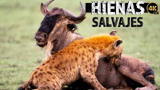 LOS SALVAJES DE LA SABANA LAS HIENAS  Documentales Completos en Español Estados Unidos Dub [upl. by Mairym]