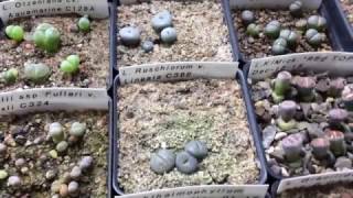 Titanopsis And Haworthia Seedlings Update [upl. by Annasiul]