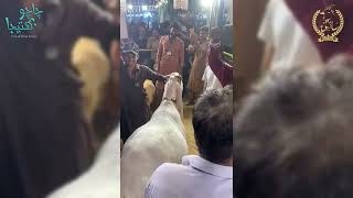 Delfa 2024 Saeen Goat Farm 👀🐄 🐮 cow viralvideos subscribe cowvideos mandi leakvideo [upl. by Husha]