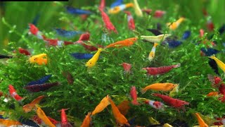 Shrimp farming at home shrimp farming in Indiashorts video aquarium shrimp comet viralshorts [upl. by Anujra]