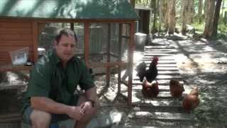 Worm Mite amp Lice All In One Treatment For Chickens amp Quail Ivermectin [upl. by Hoshi664]