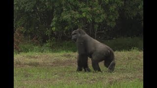 Nos femelles gorilles réintroduites au Gabon [upl. by Dillie]