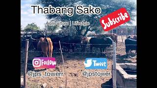 Communal land  Agriculture  Thabang Sako [upl. by Yllek424]