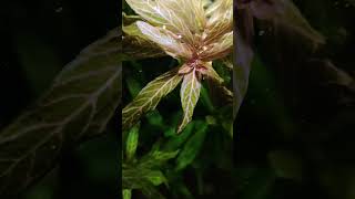 Hygrophila polysperma rosanervig in my low tech tank aquarium shorts plantedtank fish [upl. by Yarled278]