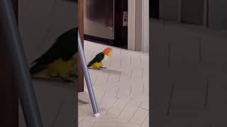 Smart parrot breaks out of cageparrot parrots birdslover smartparrots [upl. by Akihsar]