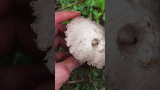 Identifica el champiñón de prado agaricus campestris [upl. by Napra]