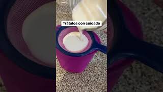 ¿Te gustan los búlgaros de leche 🥛🐮 Aquí te explico brevemente como cuidarlos y prepararlos [upl. by Tavis]