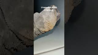 Uromastyx dhab kadalgurun cover music petanimals reptiles satwaunik hewanpeliharaan [upl. by Dreyer925]