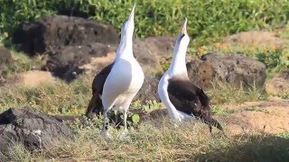 Laysan albatross  one more dance with sound [upl. by Arlie577]