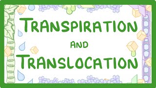 GCSE Biology  Transport in plants  Translocation Phloem and Transpiration Xylem 51 [upl. by Yahiya]