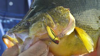 IFISHTV Googong Dam Yellowbelly amp Redfin [upl. by Llerrac]