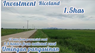 lot406 riceland good 4 investment 15has 22M near national road umingan pangasinan [upl. by Yhtommit]