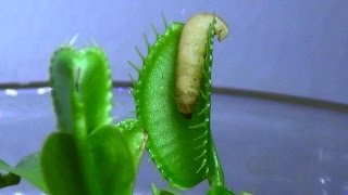 Venus Fly Trap Eating Live Insects [upl. by Nylteak610]