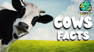 Cow Facts Beyond Your Milk Carton [upl. by Htenek]