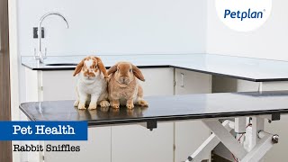 Rabbit Snuffles  Petplan Common Illnesses [upl. by Dinnage]