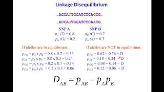 SNPs haplotypes and linkage disequilibrium [upl. by Gilboa]