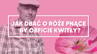 Jak dbać o róże pnące by obficie kwitły 🌹 Andrzej Ćwik [upl. by Aicilana674]