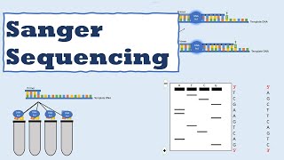 Sanger sequencing [upl. by Larianna]