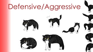 Cat Aggression  How do you stop aggression in cats  Why is my cat becoming so aggressive [upl. by Anastase]