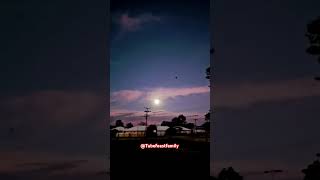 STUNNING moonlight 👀😱BATS  Hallow Wind shortsfeed bats australia scary moon [upl. by Yalcrab497]