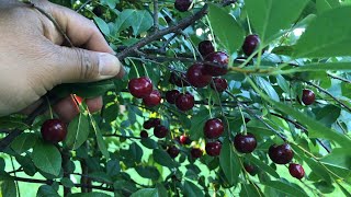 Harvesting Carmine Jewel Dwarf Cherries from Our Backyard Garden  2022 [upl. by Nivat517]