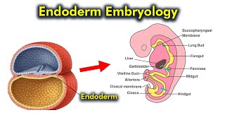 Endoderm Embryology Organogenesis from Endoderm [upl. by Nalyd]