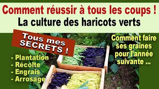 Comment réussir la culture des haricots verts au jardin potager bio [upl. by Giverin]