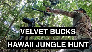 Welcome to the Jungle ARCHERY HUNTING Hawaii Axis Deer Solo mission [upl. by Adanar]