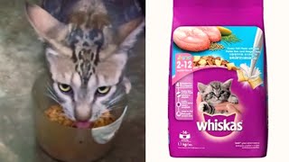 Whiskas Best Dry CatKitten Food Ocean Fish Flavour  Review  Available on Amazon [upl. by Oaht]