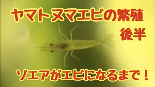 ヤマトヌマエビの繁殖【ゾエアからエビになるまで】 [upl. by Agee]