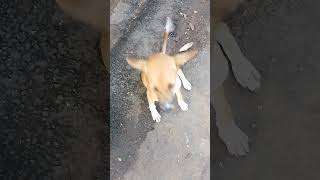 Sri Lankan Animal dog animals balu patiya shortvideo shorts [upl. by Ahsienal10]