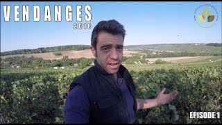 Vendange2018  Épisode 1  David FAIVRE  Champagne R FAIVRE [upl. by Charlotta]