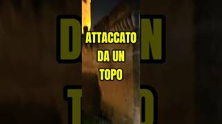 ATTACCATO DA UN TOPO shorts ratti mouse roma invasione attacco meme degrado [upl. by Madai]