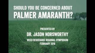 Palmer Amaranth Should You Be Concerned [upl. by Elocin]