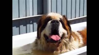 Сенбернар УРСАЭЛЬ ВИНТАЖ принимает ванну St Bernard URSAELL VINTAZH takes a bath [upl. by Graff]