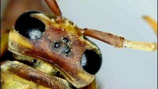 Wasp Anatomy Simple Eyes Ocelli  Under the Microscope Insects Ep 15 [upl. by Rawna]