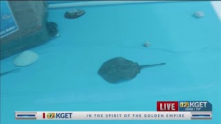 Pet California round stingrays at the 2024 Kern County Fair [upl. by Narok734]