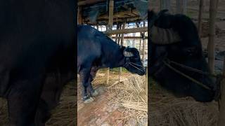 cow videos cow গরু amba guru hamba goru cow video cow cow gorur video cow dance hamba hamba gorocow [upl. by Ylrae121]