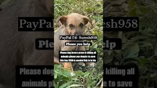 Stray dog Feeding  Rescued Stray puppiesSave Animals dogs doglover straypup strayanimals [upl. by Siugram]