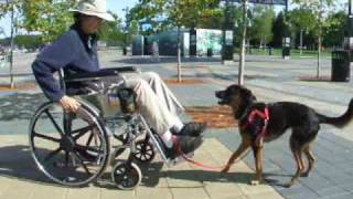 Wheelchair Skills for Assistance Dogs mobilitytraining servicedog [upl. by Adaner]