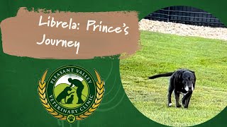 Pleasant Valley’s first Librela patient Prince’s Journey [upl. by Dever]