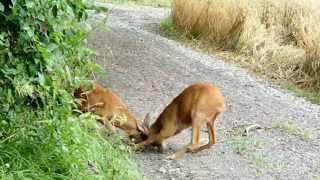 Wild Deer Fight Club in Germany [upl. by Feilak]