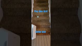 Jethro’s Stair Game Before Coffee  Ball Obsessed Border Collie [upl. by Kirt]