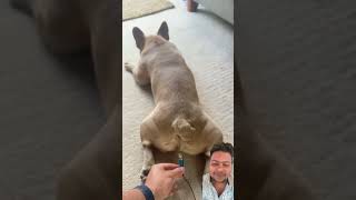 French bulldog fart dog fart franchbulldog frenchbulldog funny frenchbulldoglove comedy [upl. by Saitam]