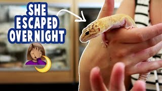 😲 My Leopard Gecko Escaped In My Bedroom [upl. by Neile]