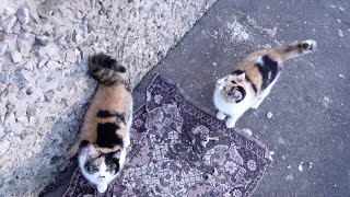 Mother cat and her twin calico kittens [upl. by Eseuqcaj]