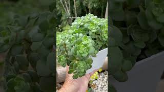 SUCULENTA DO AMORAICHRYSON LAXUM videos suculentas plantas shortsyoutube plants amor flores [upl. by Barb]