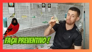 Como fazer Preventivo para Pintassilgos [upl. by Nired562]