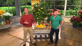 Robertas 2in1 Meyer Lemon amp Cocktail Lime Patio Tree with Dan Hughes [upl. by Kroll]