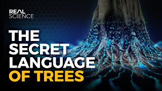 The Secret Language of Trees [upl. by Heller]